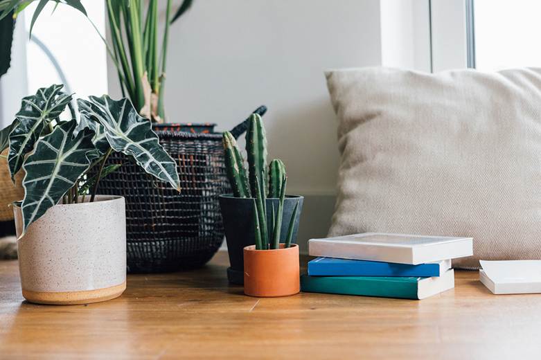 Houseplants collection