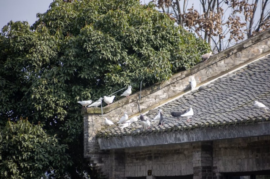Protecting Your Rental Property Investment from Pests