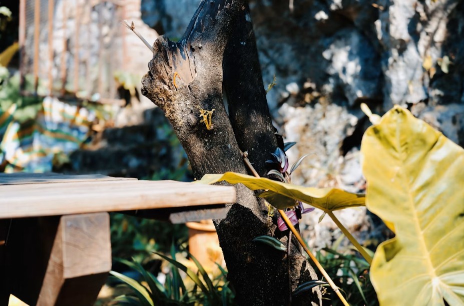 Protecting Rental Property Grounds: Preventing Hazards and Pests with Stump Grinding