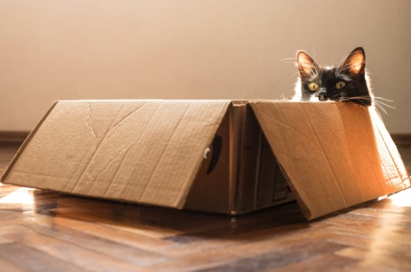 The Moving Day That Feels Like a Controlled Operation